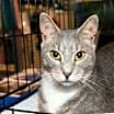 Thumbnail photo of Goose #1