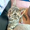 Thumbnail photo of Skittles #1