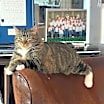 Thumbnail photo of Kitty, Queen of Sass #2