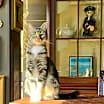 Thumbnail photo of Kitty, Queen of Sass #3