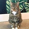 Thumbnail photo of Kitty, Queen of Sass #4