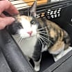Thumbnail photo of Steffie #1