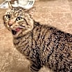 Thumbnail photo of Chester #4