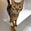 Thumbnail photo of Cookie #1