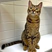 Thumbnail photo of Cookie #2
