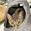 Thumbnail photo of Cookie #3