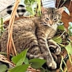 Thumbnail photo of LILLIAN #2