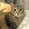 Thumbnail photo of LILLIAN #3