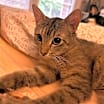Thumbnail photo of LILLIAN #4