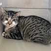 Thumbnail photo of Bailey #2