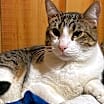 Thumbnail photo of Lenny #2
