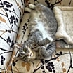 Thumbnail photo of Maggie #1