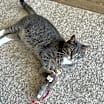 Thumbnail photo of Maggie #2
