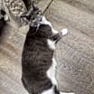Thumbnail photo of Louie #2