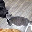 Thumbnail photo of Louie #3