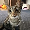 Thumbnail photo of Damar (Bonded Pair with Kes) #1