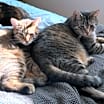 Thumbnail photo of Damar (Bonded Pair with Kes) #4