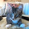Thumbnail photo of Marble #1