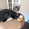 Thumbnail photo of Marble #3