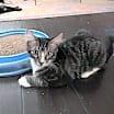 Thumbnail photo of Marble #4