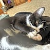 Thumbnail photo of Carson #2