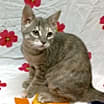 Thumbnail photo of Kali #3