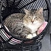 Thumbnail photo of Biggie #1
