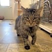 Thumbnail photo of Muffin #1