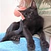 Thumbnail photo of Poppy #3