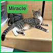 Thumbnail photo of Miracle #2