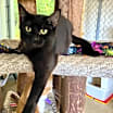 Thumbnail photo of Luna #3
