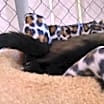 Thumbnail photo of Luna #4