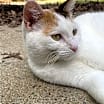 Thumbnail photo of Rosie #4