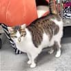 Thumbnail photo of Chase #4