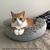 Thumbnail photo of Hank #1