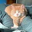Thumbnail photo of Hank #2