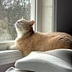 Thumbnail photo of Hank #3