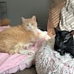 Thumbnail photo of Hank #4