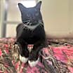 Thumbnail photo of Bobby Sox #1