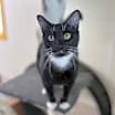 Thumbnail photo of Bobby Sox #2