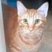 Thumbnail photo of Ginger boy #the-sweetest #4