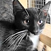Thumbnail photo of A-Junie - Barn Cat #1