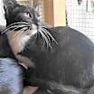 Thumbnail photo of A-Junie - Barn Cat #2