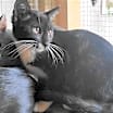 Thumbnail photo of A-Junie - Barn Cat #3