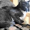 Thumbnail photo of A-Junie - Barn Cat #4