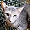 Thumbnail photo of A-Ellia - Barn Cat #1