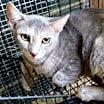 Thumbnail photo of A-Ellia - Barn Cat #2