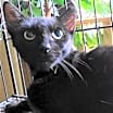 Thumbnail photo of A-Mitzy Barn Cat #1