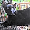 Thumbnail photo of A-Mitzy Barn Cat #2