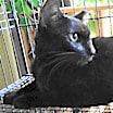 Thumbnail photo of A-Mitzy Barn Cat #3